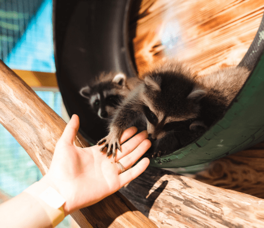 Ферма зубров — экзотический уголок Долинщины