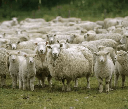 Овцеводство на Ивано-Франковщине