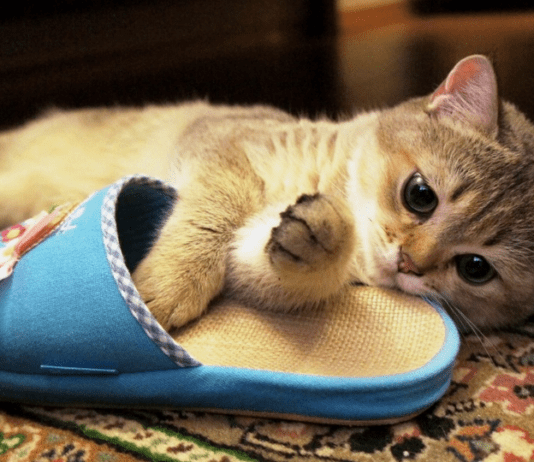 Почему важно выбрать качественные домашние тапочки