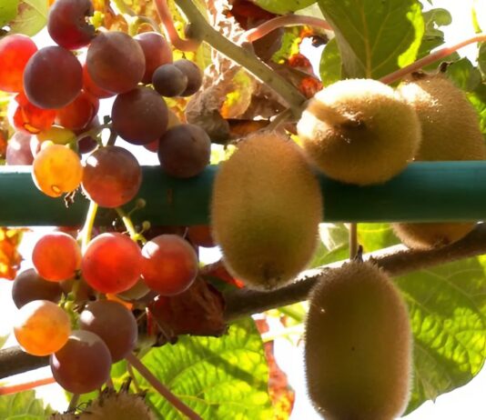 Как во Франковске выращивают тропические фрукты