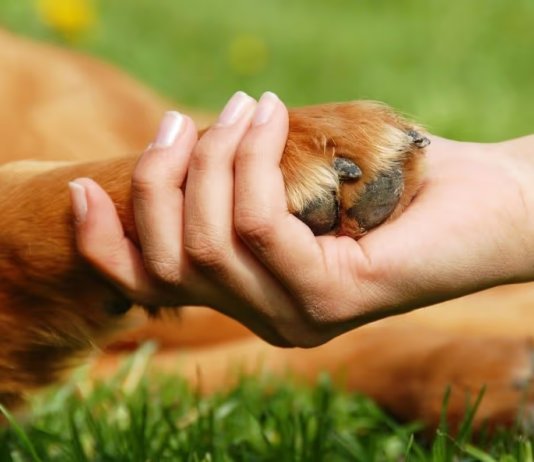 Лучшие приюты для животных в Ивано-Франковске