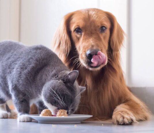 Путеводитель по миру заботы: лучшие зоомагазины Ивано-Франковска