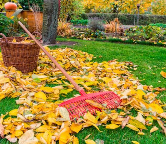 Золото под ногами, а не яд в легких: что делать с опавшими листьями в Ивано-Франковске
