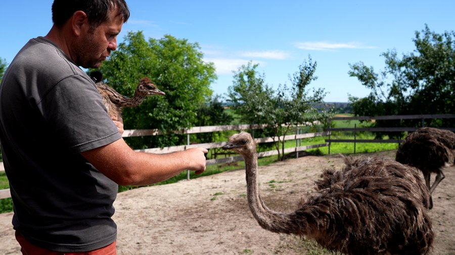 страус і чоловік