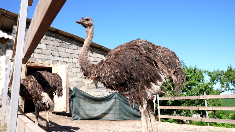 страуси на фермі